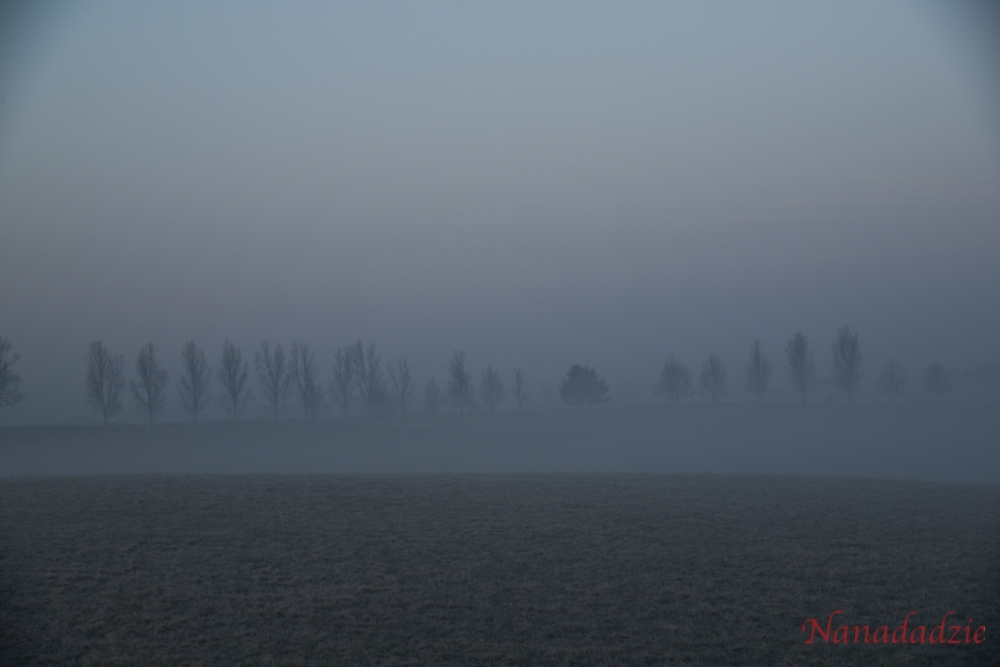 In the Fog 