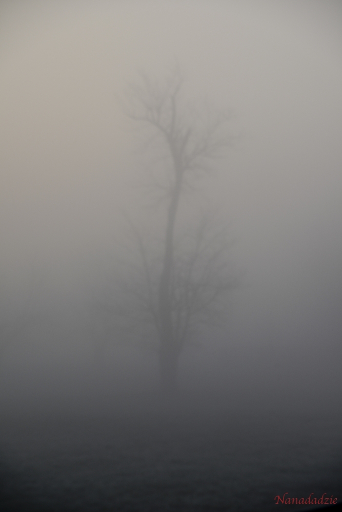 In the Fog 