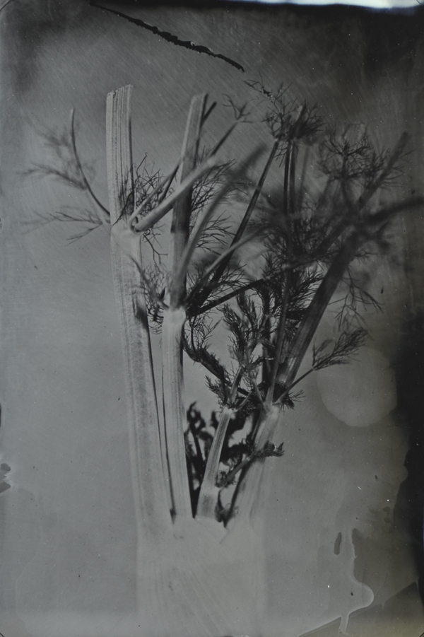 Wetplate - Other