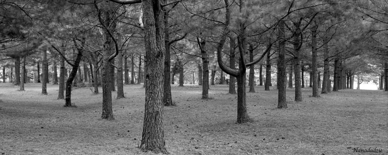 Film 