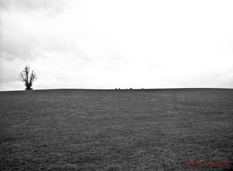 Film 