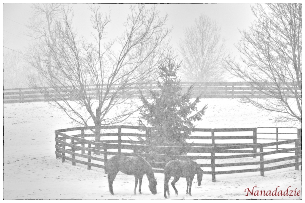 In the Snow 