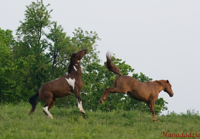 Horses 