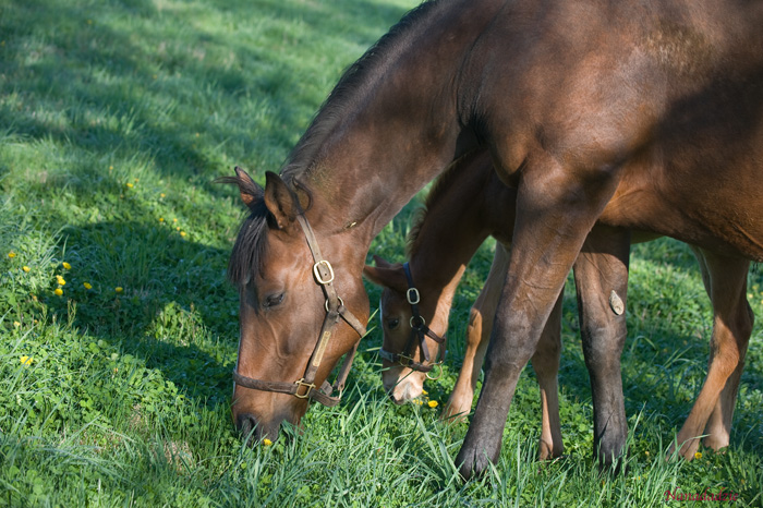 Horses 