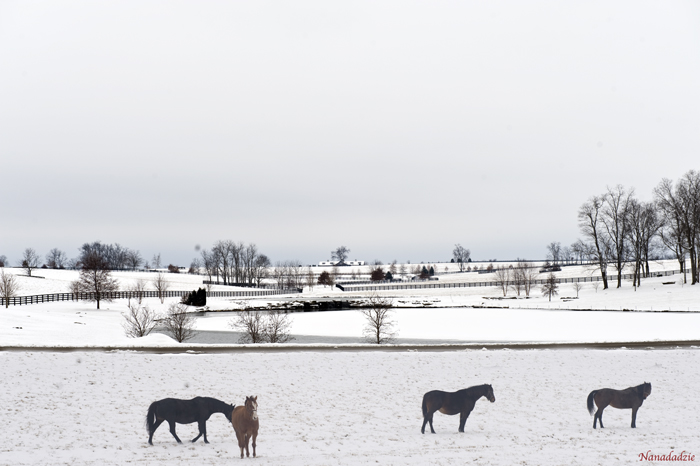 Horses 