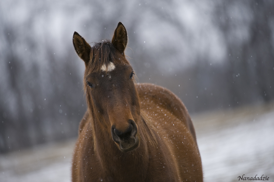 Horses 