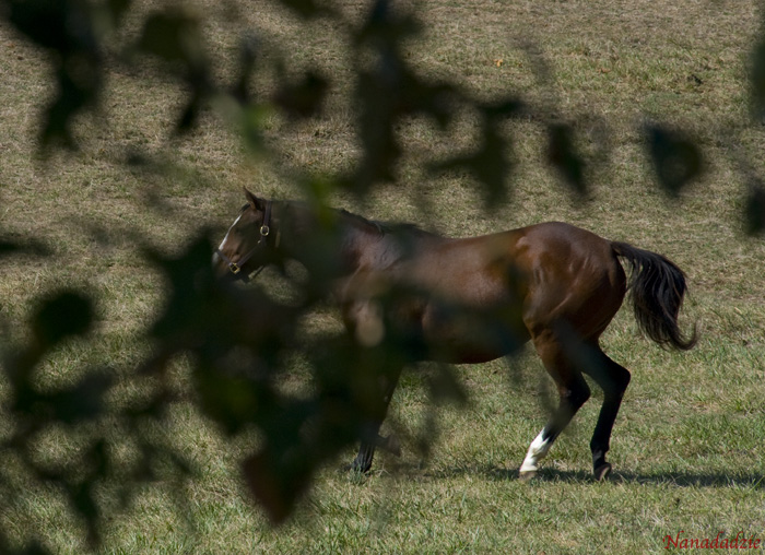 Horses 