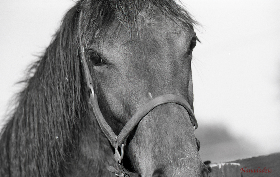 Horses 