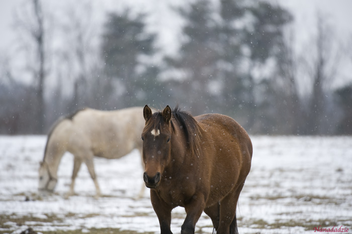 Horses 