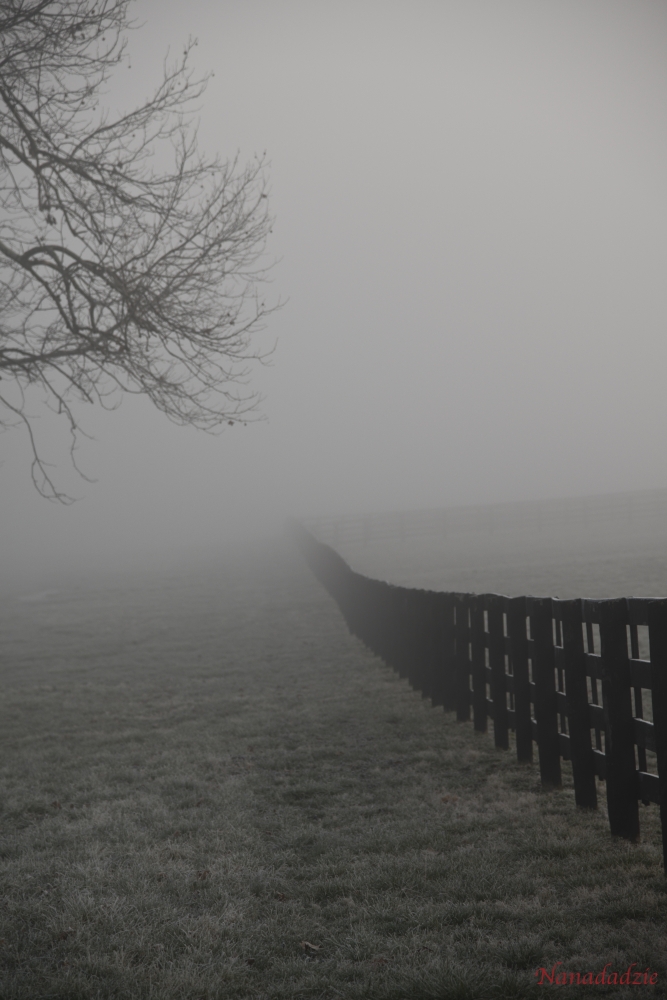 In the Fog 