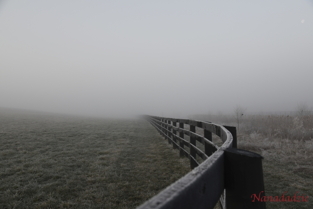 In the Fog 