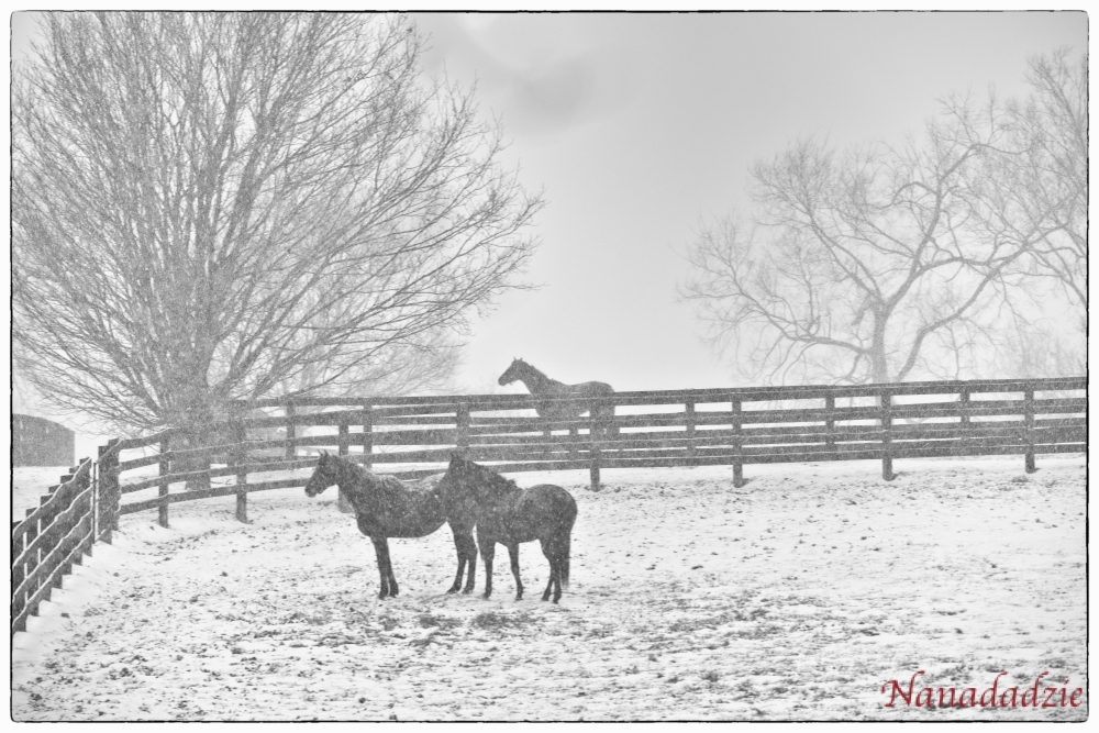In the Snow 