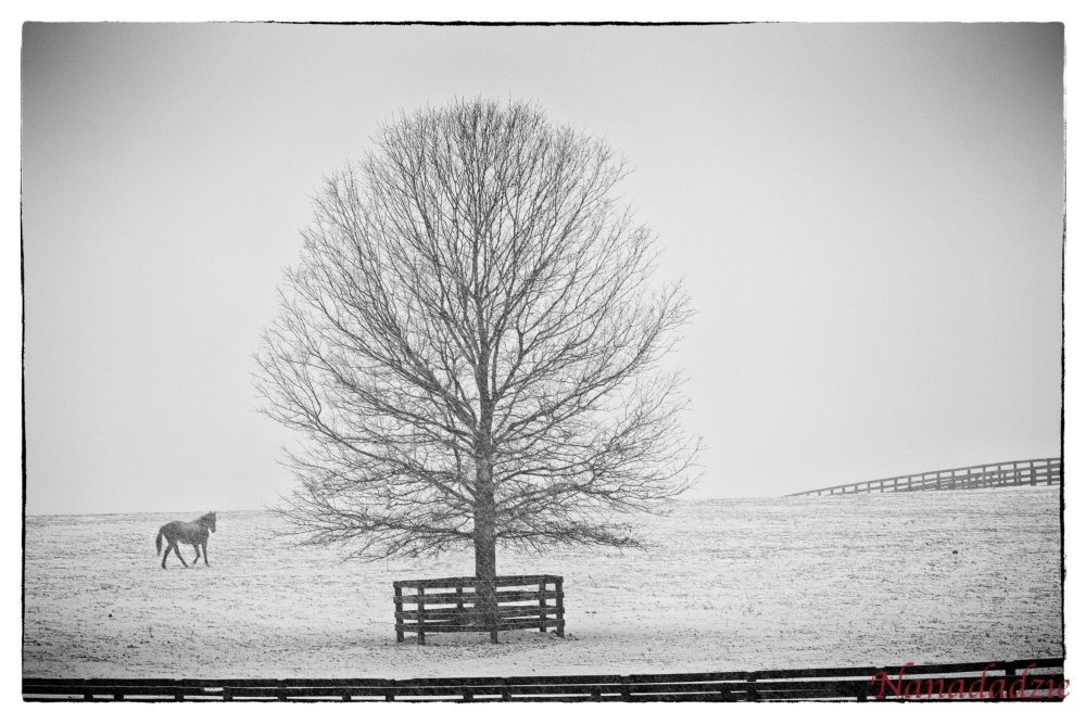 In the Snow 