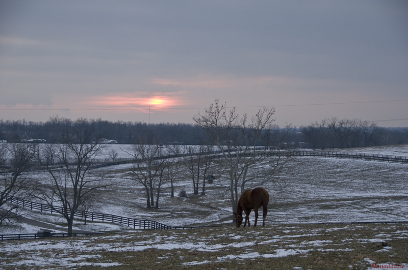 Horses 