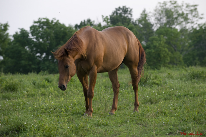 Horses 
