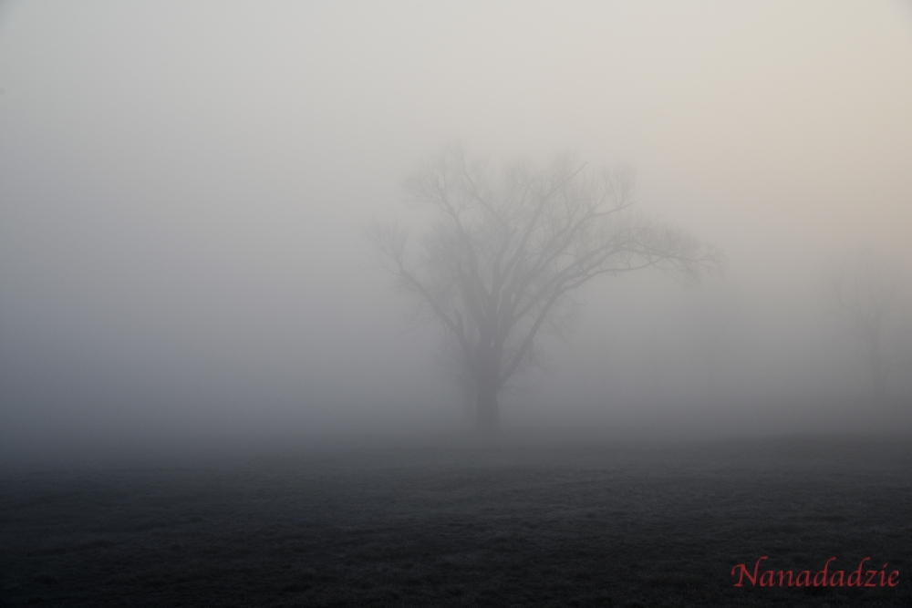 In the Fog 