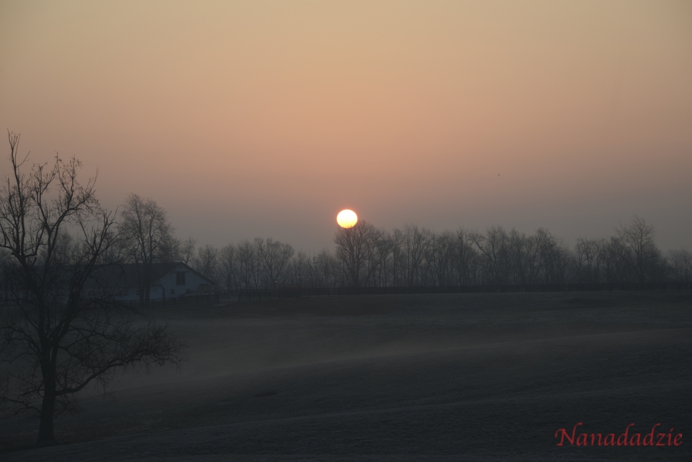 In the Fog 