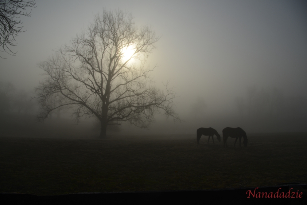 In the Fog 
