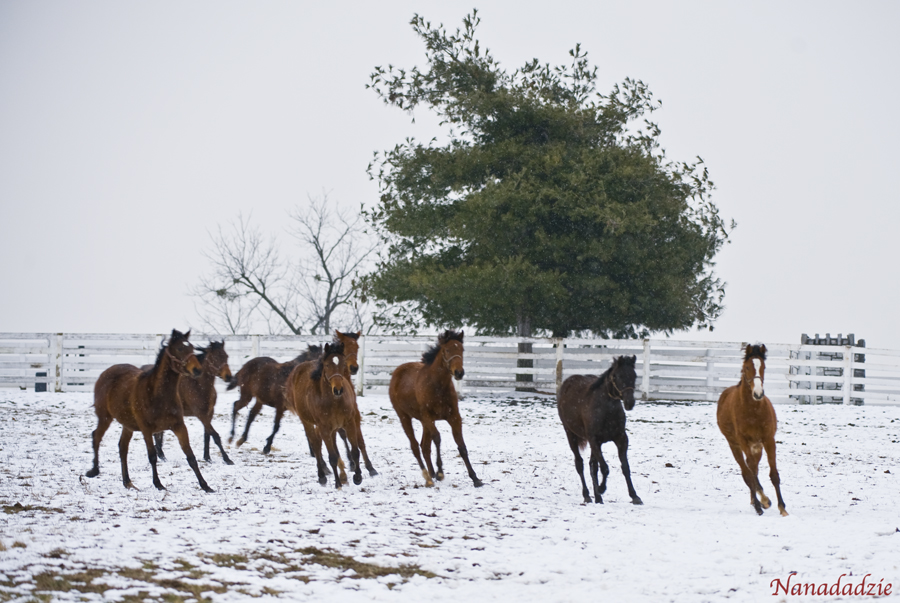 Horses 