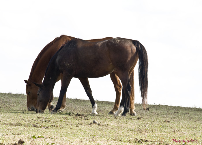 Horses 