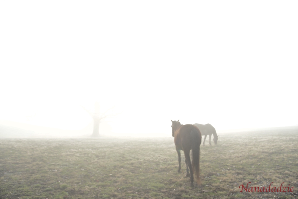In the Fog 