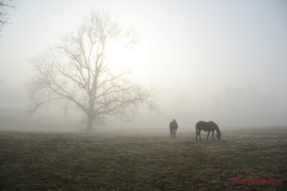 In the Fog 
