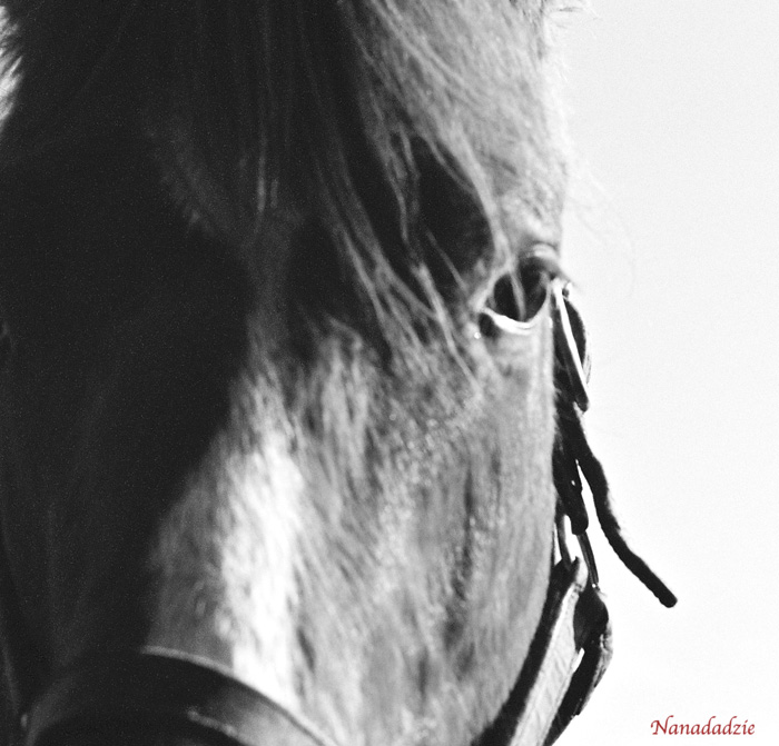 Horses 