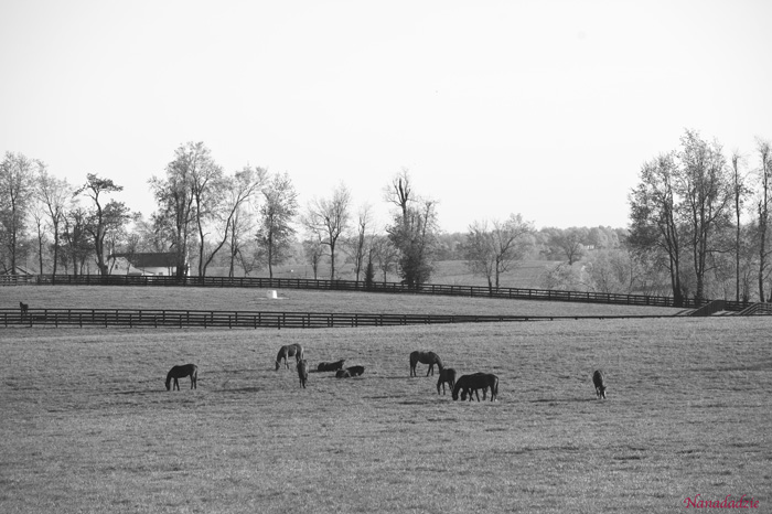 Horses 