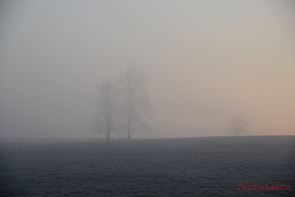 In the Fog 