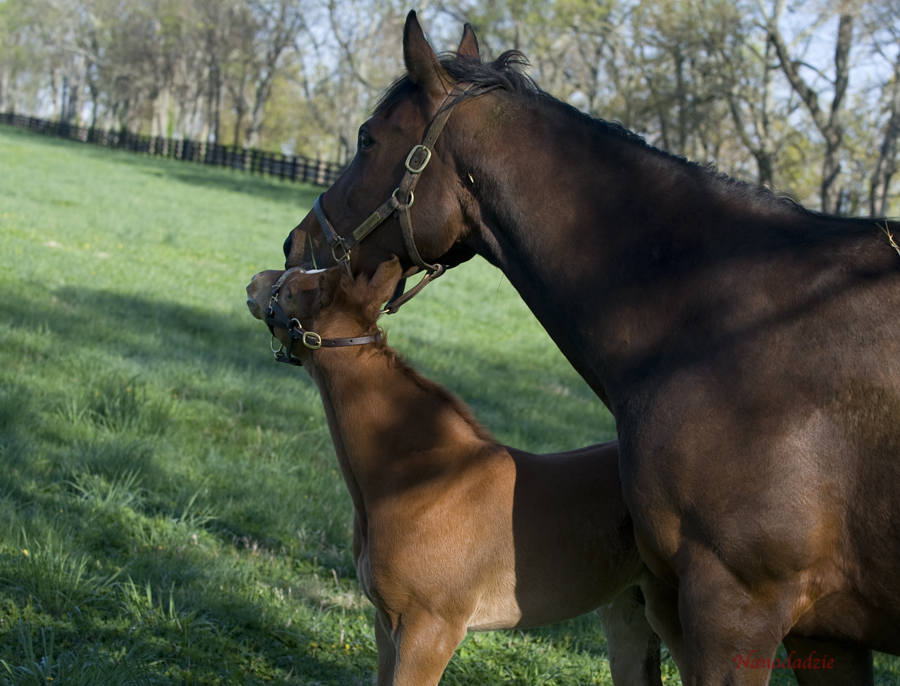 Horses 