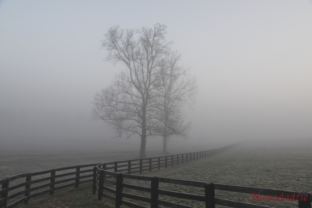 In the Fog 