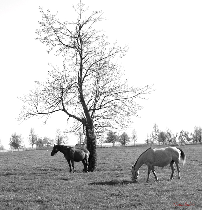 Horses 