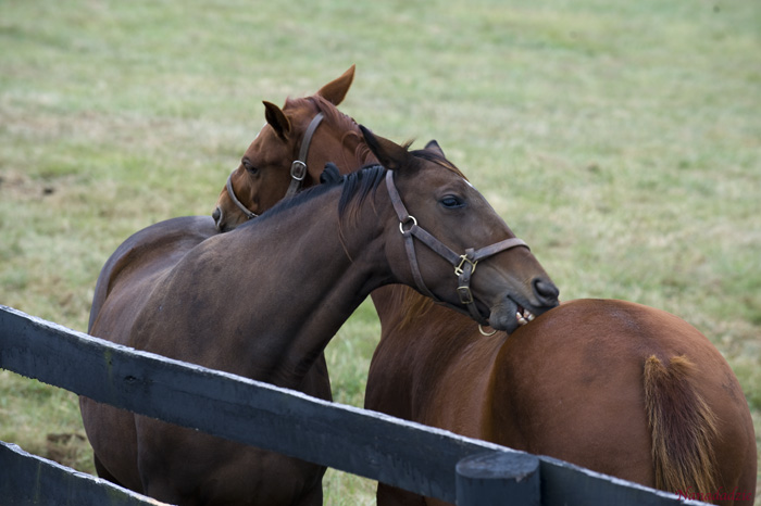 Horses 