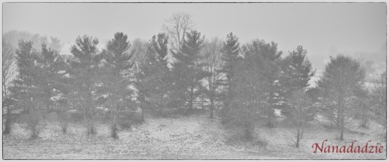 In the Snow
