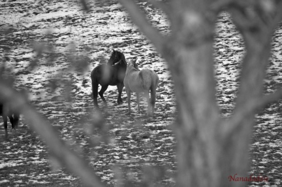 Horses