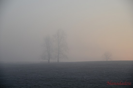 In the Fog