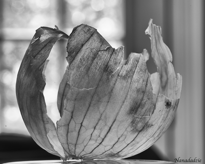 Still Lifes 