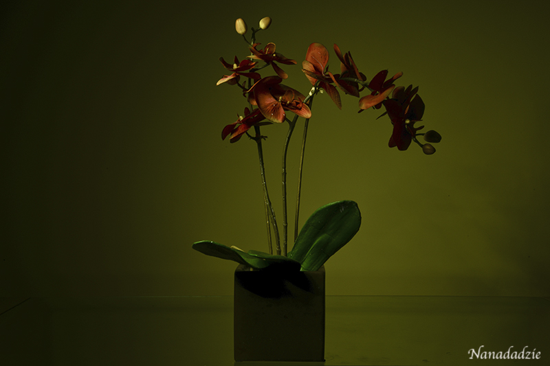 Still Lifes 