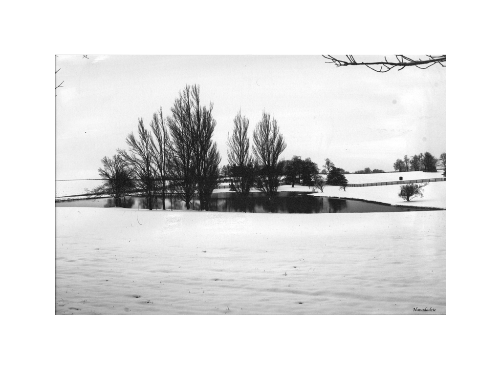 Platinum-Palladium Prints