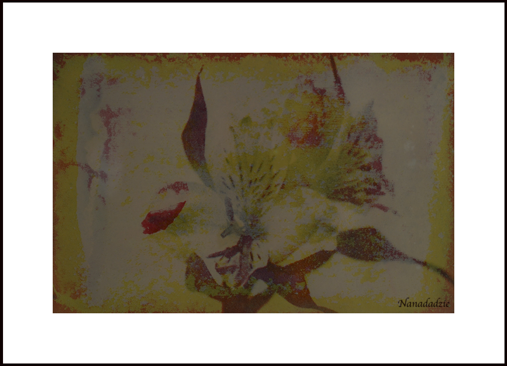 Gum Bichromate Prints