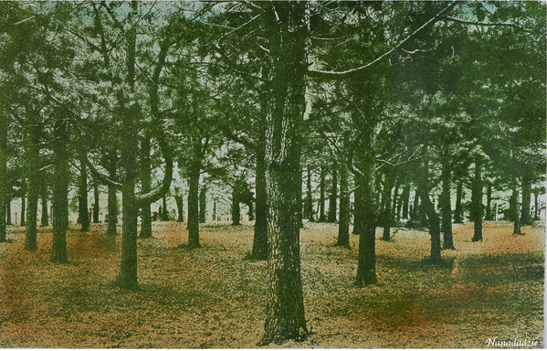 Gum Oil Prints